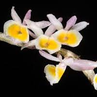Dendrobium polyanthum Wall ex Lind.  Perfume essential oil. Used by Singapore memories and jetaime perfumery as therapeutic orchid oil of asia