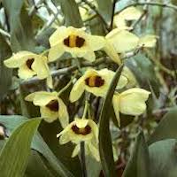 Dendrobium pulchellum Roxb. ex Lindl. Perfume essential oil. Used by Singapore memories and jetaime perfumery as therapeutic orchid oil of asia