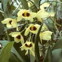 Vanda Tessellata orchids of singapore perfume workshop team building ingredient singapore great scent fragrance
