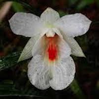 Dendrobium sinense T. Tang & F.T. Wang Perfume essential oil. Used by Singapore memories and jetaime perfumery as therapeutic orchid oil of asia