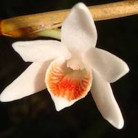Dendrobium Singaporense orchids of singapore perfume workshop team building ingredient singapore great scent fragrance
