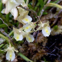 Dendrobium subulatum (Blume) Lindl.  Perfume essential oil. Used by Singapore memories and jetaime perfumery as therapeutic orchid oil of asia
