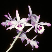 Dendrobium transparens Wall ex Lindl. Perfume essential oil. Used by Singapore memories and jetaime perfumery as therapeutic orchid oil of asia
