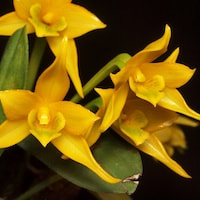 Dendrobium umbellatum Rchb. f. Perfume essential oil. Used by Singapore memories and jetaime perfumery as therapeutic orchid oil of asia