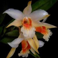 Dendrobium williamsonii J. Day & Rchb. f. Perfume essential oil. Used by Singapore memories and jetaime perfumery as therapeutic orchid oil of asia