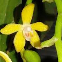 Diploprora championii (Lindl) Hook. f. Perfume essential oil. Used by Singapore memories and jetaime perfumery as therapeutic orchid oil of asia