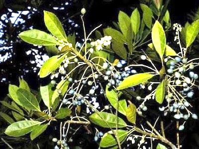 Elaeocarpus Pedunculatus Perfume Workshop Sentosa Scent-osa fragrant plant singapore