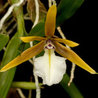 Encyclia Polybulbon orchids of singapore perfume workshop team building ingredient singapore great scent fragrance