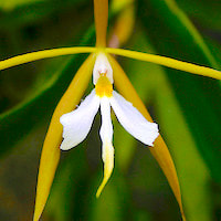 Epidendrum Nocturnum orchids of singapore perfume workshop team building ingredient singapore great scent fragrance