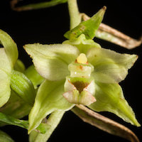 Epipactis papillosa Franch et Sav. Perfume essential oil. Used by Singapore memories and jetaime perfumery as therapeutic orchid oil of asia
