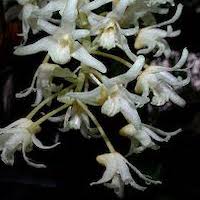 Eria bractescens Lindl. Perfume essential oil. Used by Singapore memories and jetaime perfumery as therapeutic orchid oil of asia
