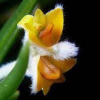 Eria Pannea orchids of singapore perfume workshop team building ingredient singapore great scent fragrance