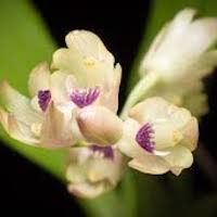 Eria scabrilinguis Lindl. syn. Perfume essential oil. Used by Singapore memories and jetaime perfumery as therapeutic orchid oil of asia