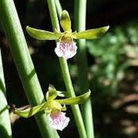 Vanda Mimi Palmer orchids of singapore perfume workshop team building ingredient singapore great scent fragrance