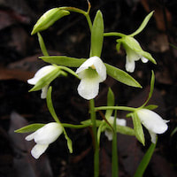 Eulophia herbacea Lindl. Perfume essential oil. Used by Singapore memories and jetaime perfumery as therapeutic orchid oil of asia