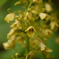 Eulophia ochreata Lindl. Perfume essential oil. Used by Singapore memories and jetaime perfumery as therapeutic orchid oil of asia