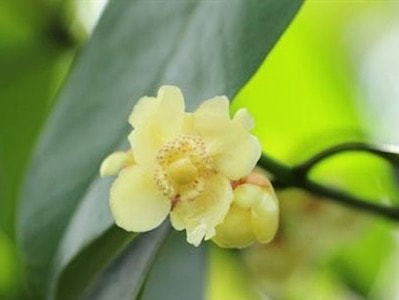 Garcinia Hombroniana Perfume Workshop Sentosa Scent-osa fragrant plant singapore