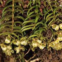 Gastrochilus distichus (Lindl.) Kuntze Perfume essential oil. Used by Singapore memories and jetaime perfumery as therapeutic orchid oil of asia