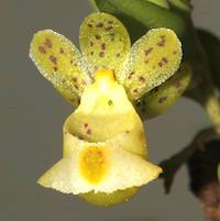 Gastrochilus formosanus (Hayata) Hayata Perfume essential oil. Used by Singapore memories and jetaime perfumery as therapeutic orchid oil of asia