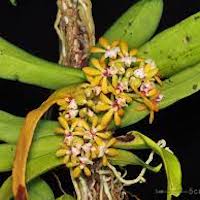 Gastrochilus obliquus (Lindl.) Kuntze Perfume essential oil. Used by Singapore memories and jetaime perfumery as therapeutic orchid oil of asia