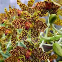 Genus: Grammatophyllum Blume Perfume essential oil. Used by Singapore memories and jetaime perfumery as therapeutic orchid oil of asia
