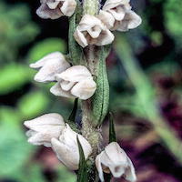 Goodyera brachysteia Hand. Mazz Perfume essential oil. Used by Singapore memories and jetaime perfumery as therapeutic orchid oil of asia