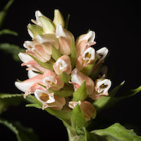 Goodyera foliosa (Lindl.) Benth ex C.B. Clarke Perfume essential oil. Used by Singapore memories and jetaime perfumery as therapeutic orchid oil of asia