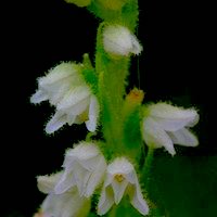 Goodyera R. Br. Perfume essential oil. Used by Singapore memories and jetaime perfumery as therapeutic orchid oil of asia