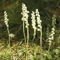 Goodyera repens (L) R.Br Perfume essential oil. Used by Singapore memories and jetaime perfumery as therapeutic orchid oil of asia