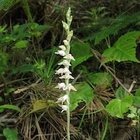 Goodyera schlectendaliana Rchb. f. Perfume essential oil. Used by Singapore memories and jetaime perfumery as therapeutic orchid oil of asia