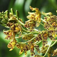 Grammatophyllum scriptum (L.) Blume Perfume essential oil. Used by Singapore memories and jetaime perfumery as therapeutic orchid oil of asia
