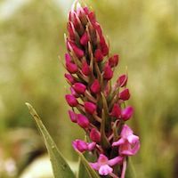 Gymnadenia orchidis Lindl.  Perfume essential oil. Used by Singapore memories and jetaime perfumery as therapeutic orchid oil of asia