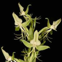 Habenaria arietina Hook. f.  Perfume essential oil. Used by Singapore memories and jetaime perfumery as therapeutic orchid oil of asia