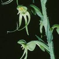 Habenaria ciliolaris Kraenzl. Perfume essential oil. Used by Singapore memories and jetaime perfumery as therapeutic orchid oil of asia