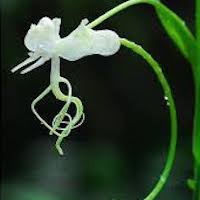 Habenaria commelinifolia (Roxb.) Wall ex Lindl. Perfume essential oil. Used by Singapore memories and jetaime perfumery as therapeutic orchid oil of asia