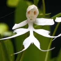 Habenaria crinifera Lindl. Perfume essential oil. Used by Singapore memories and jetaime perfumery as therapeutic orchid oil of asia