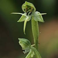 Habenaria diphylla (Nimmo) Dalzel  Perfume essential oil. Used by Singapore memories and jetaime perfumery as therapeutic orchid oil of asia