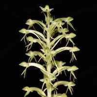 Habenaria furcifera Lindl.  Perfume essential oil. Used by Singapore memories and jetaime perfumery as therapeutic orchid oil of asia
