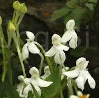 Habenaria longicorniculata J Graham  Perfume essential oil. Used by Singapore memories and jetaime perfumery as therapeutic orchid oil of asia