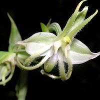 Habenaria petelotii Gagnep. Perfume essential oil. Used by Singapore memories and jetaime perfumery as therapeutic orchid oil of asia