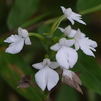Habenaria plantaginea Lindl. Perfume essential oil. Used by Singapore memories and jetaime perfumery as therapeutic orchid oil of asia