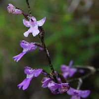 Hemipiliopsis purpureopunctata (K.Y. Lang) Y.B. Luo & S.C. Chen  Perfume essential oil. Used by Singapore memories and jetaime perfumery as therapeutic orchid oil of asia