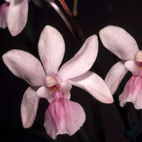 Holcoglossum amesianum (Rchb. f.) Christenson Perfume essential oil. Used by Singapore memories and jetaime perfumery as therapeutic orchid oil of asia