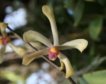 orchids scent in singapore native beautiful memories of perfume scent best aroma essential oil