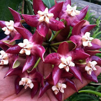 Hoya imperialis orchids of singapore perfume workshop team building ingredient singapore great scent fragrance