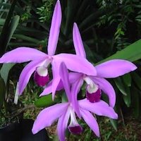 Laelia Perrinli  orchids of singapore perfume workshop team building ingredient singapore great scent fragrance