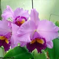 Phalaenopsis Perfection orchids of singapore perfume workshop team building ingredient singapore great scent fragrance
