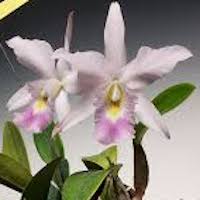 Phalaenopsis Perfection orchids of singapore perfume workshop team building ingredient singapore great scent fragrance