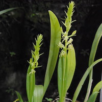 Liparis cespitosa (Lam.) Lindl. Perfume essential oil. Used by Singapore memories and jetaime perfumery as therapeutic orchid oil of asia