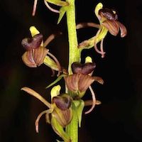 Liparis odorata (Willd.)  Lindl.  Perfume essential oil. Used by Singapore memories and jetaime perfumery as therapeutic orchid oil of asia